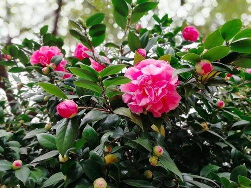 娱乐吃瓜酱山茶花,揭秘山茶花的神秘魅力 第3张 娱乐吃瓜酱山茶花,揭秘山茶花的神秘魅力 第3张